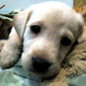 Meet your Posher, Ashby